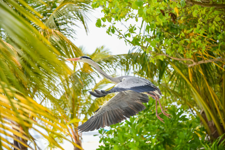 Egret walking on the beach in ADAARAN Island,Maldivesの写真素材
