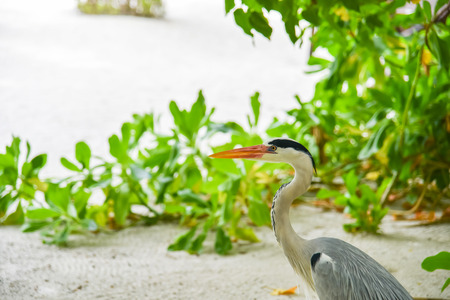 Egret walking on the beach in ADAARAN Island,Maldivesの写真素材