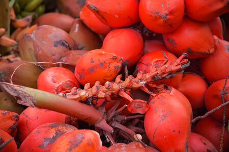 Fresh raw red coconuts fruits in Male,Maldivesの写真素材