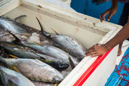 Tuna fresh fish for sale at Fish market in Male,Maldivesの写真素材