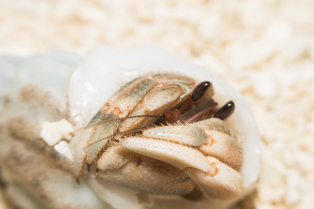 Hermit Crab crawling on the beach Macro view,Maldivesの写真素材