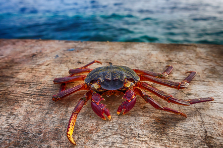 Big crab on the beach at Male,Maldivesの写真素材