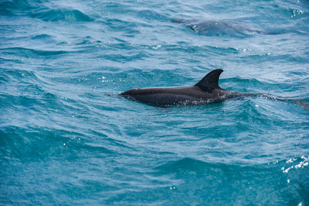 Dolphins jumping over breaking waves on sea at Maldivesの写真素材