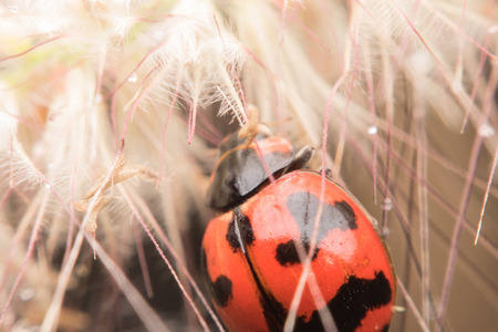 Macro of Ladybug hide on dry pollen in nature.Selective focusの写真素材