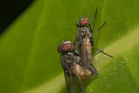 Mating of two Flies Macro on leave in nature,Macro viewの写真素材