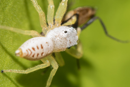Jumping Spider eating fly on leave,Macro view