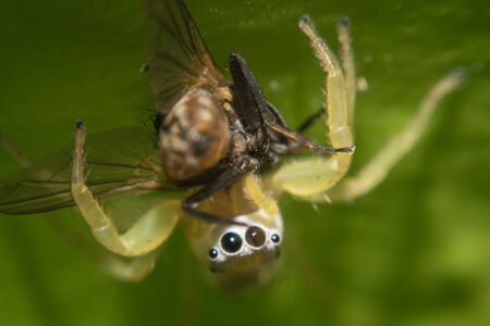 Jumping Spider eating fly on leave,Macro view