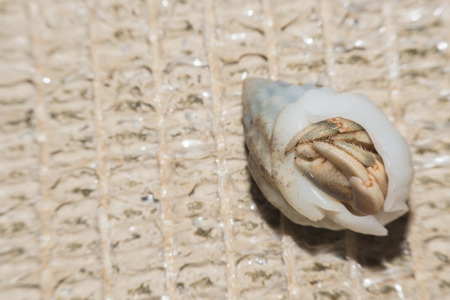 Hermit Crab crawling on the beach Macro viewMaldivesの写真素材