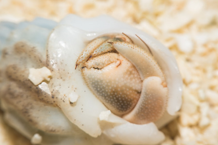 Hermit Crab crawling on the beach Macro viewMaldivesの写真素材