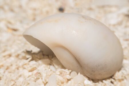 Hermit Crab crawling on the beach Macro viewMaldives