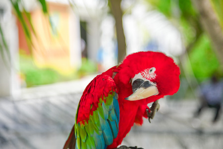 Colorful parrot,Macaw aviary sitting on the tree.の写真素材
