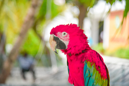 Colorful parrot,Macaw aviary sitting on the tree.の写真素材