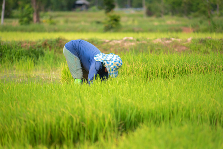 Farmers are planting rice in the rice paddy field.Farmers grow rice in the rainy season.の写真素材