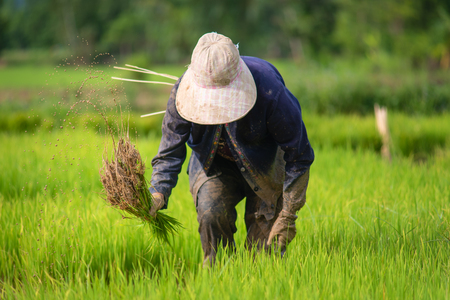 Farmers are planting rice in the rice paddy field.Farmers grow rice in the rainy season.の写真素材
