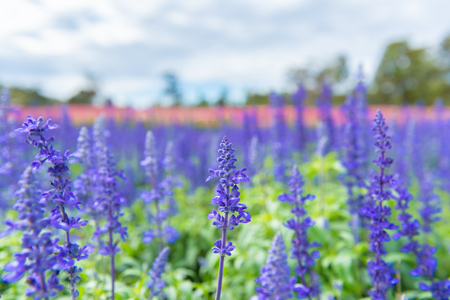 Blooming shallow and selective focus of lavenders are growing in field.の写真素材