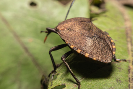 A Brown Marmorated Stink Bug with his distinctive stripped antennae crawling along a light piece of green leaves.の写真素材
