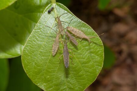 Close up view of the Tenodera Pinapavonis macro view.