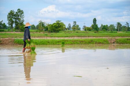 The Farmer planting on the organic paddy rice farmland in Thailand.の写真素材
