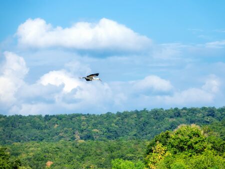 White egret flying in the sky.の写真素材