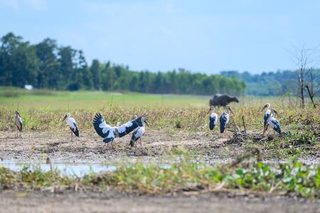 White Egret wading in the dry river and hunting.Great Egret looking for fish in rice field thailand.