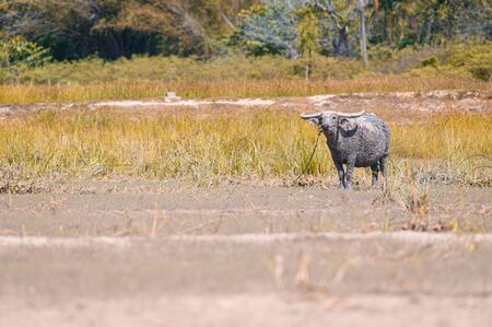 Thai buffalo walk in the rice field at countryside ,Asian buffalo,Buffalo in the countryside...