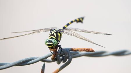 Dragonfly Macro shots, Beautiful nature scene dragonfly.の写真素材