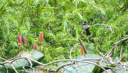 bird walk in nature river.beautiful bird in forest.の写真素材
