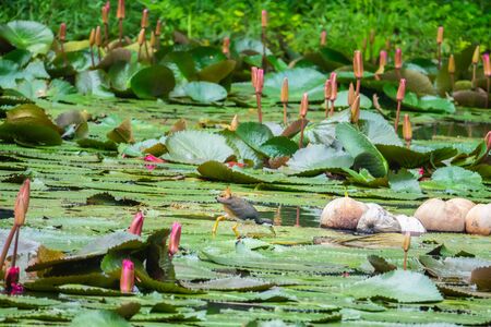 bird walk in nature river.beautiful bird in forest.の写真素材