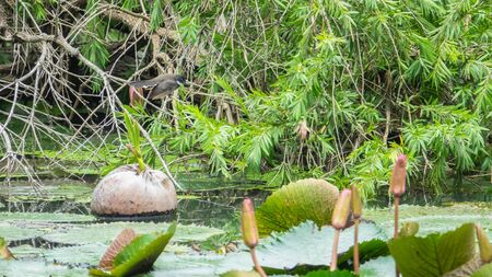 bird walk in nature river.beautiful bird in forest.の写真素材