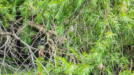 bird walk in nature river.beautiful bird in forest.の写真素材