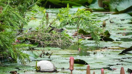 bird walk in nature river.beautiful bird in forest.の写真素材