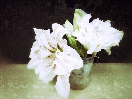 Holland Amaryllis Dancing Queen Antique Flowers Bouquetの素材