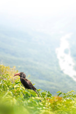 Crowned Hornbill bird by Oribi Gorge Nature Reserve, South Africa. African wildlife birding...
