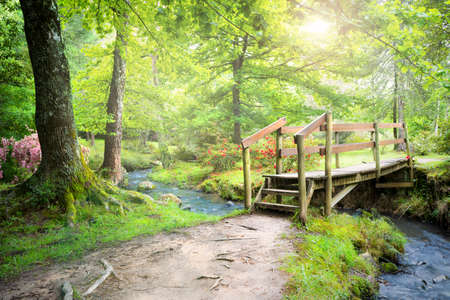 Magical forest path with wooden bridge and stream. Beautiful nature scene. Hogsback Arboretum,...