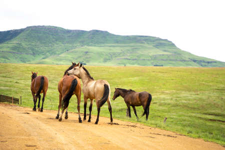 Playful horses in rural farm countryside landscape with lush green meadow and Drakensburg mountains backgroundの写真素材