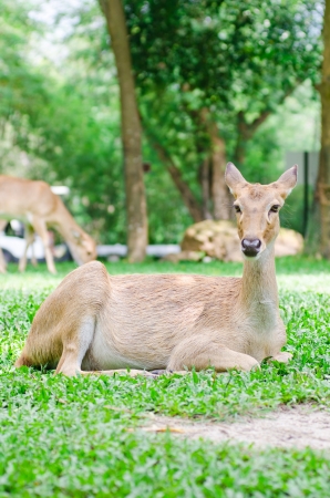 Female roe deer in a fieldの写真素材