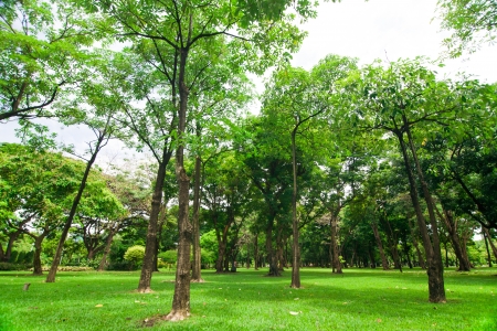 beautiful green forest の写真素材
