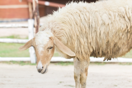 Sheep in farm, outdoorの写真素材