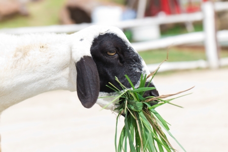 Sheep eating grass, outdoorの写真素材