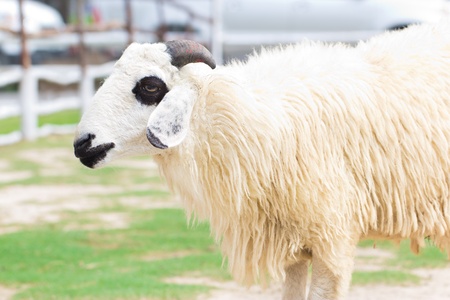 sheep in green meadow, lonelyの写真素材
