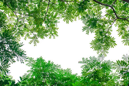 green leaf isolated on white background, abstractの写真素材