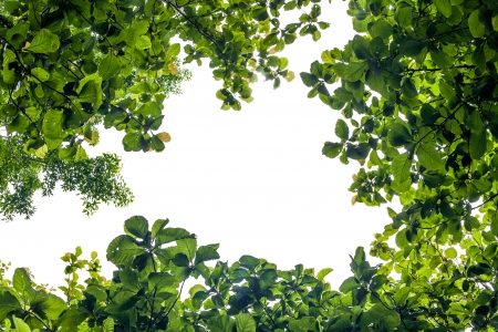green leave on white background, frameの写真素材