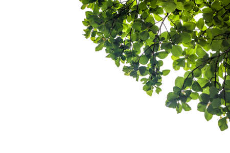 Green leave isolated on the white. frameの写真素材