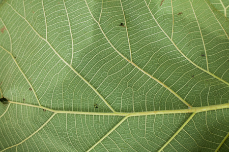 Close up of Leave texture background
