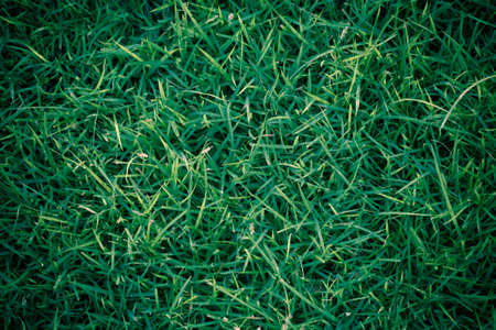 Green grass texture. の写真素材