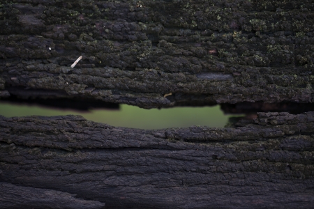 weathered painted wood for designの写真素材