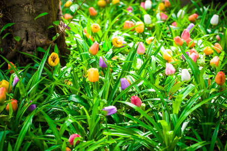 Beautiful flowers of Tulips in garden, sunlightの写真素材