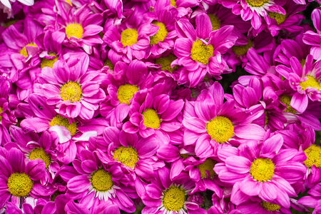 Beautiful flowers of pink chrysanthemums