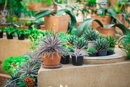 Cactus plant in the garden naturally. Group of cactusの写真素材