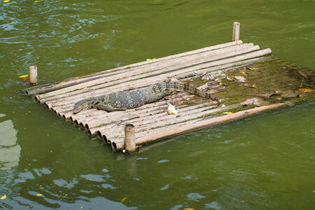 Water monitor lizard sunbathing on bamboo stretcher. sleepingの写真素材